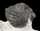 Bargain, Gerastos Trilobite Fossil - Morocco #52158-2